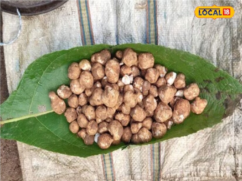 *বোকারোর আয়ুর্বেদিক চিকিৎসক রাজেশ পাঠক বলেন, মাশরুম মানে পুষ্টির পাওয়ার হাউস। এতে প্রচুর পরিমাণে ভিটামিন বি, ভিটামিন সি এবং ভিটামিন ডি রয়েছে। এছাড়া ম্যাগনেসিয়াম, সোডিয়াম, আয়রনের মতো গুরুত্বপূর্ণ খনিজ উপাদানও পাওয়া যায়। স্যালাড, স্যুপ হিসেবেই মাশরুম খেতে পছন্দ করেন অধিকাংশ মানুষ। সংগৃহীত ছবি। 