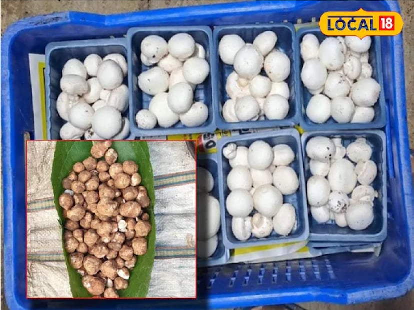 *হাড় মজবুত রাখে: মাশরুম হাড় মজবুত রাখে। গবেষণায় দেখা গিয়েছে, এতে ফাইবার, ভিটামিন ডি, প্রোটিন, জিঙ্ক এবং সেলেনিয়াম রয়েছে। এই কারণেই বৃদ্ধ বয়সে মাশরুম খাওয়ার পরামর্শ দেওয়া হয়। সংগৃহীত ছবি। 