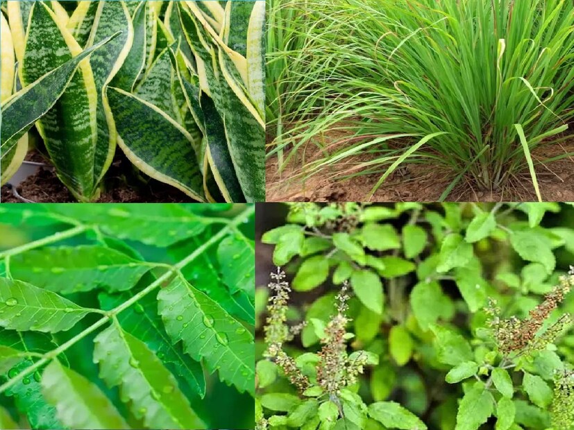 বাড়িতে কোন গাছ লাগালে মশা পালিয়ে যায়?তুলসী গাছের সুগন্ধি মশাকে দূরে রাখে। তুলসী গাছের সুগন্ধি গন্ধ এমনিতে ভাল লাগে। অনেক স্বাস্থ্য উপকারিতা আছে এই পাতায়। কিন্তু এই গন্ধই আবার মশাদের মোটেও পছন্দ নয়। এই পাতার গন্ধ মশাদের বাড়ি থেকে দূরে রাখে।