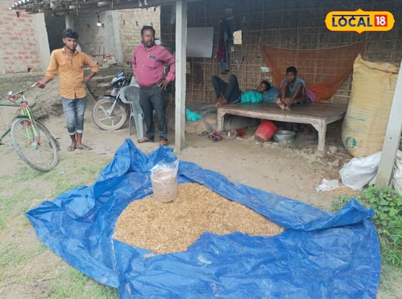 এরপরে এর মধ্যে ব্যাভিস্টিন চূর্ণ বা গুঁড়ো মেশাতে হবে। এরপর তা রাবার দিয়ে সম্পূর্ণ রূপে ঢেকে দিতে হবে। এর দিন কয়েক পরে তা সম্পূর্ণ ভাবে ভিজে যাবে। তার থেকেই মাশরুমের বেরোতে থাকবে।