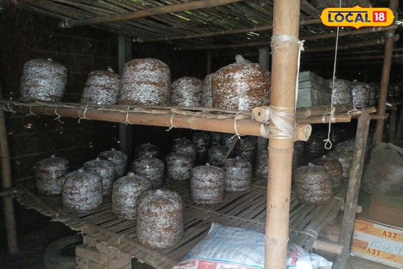 কৃষক রাজকুমার যাদব জানান যে, তিনি প্রায় ১০ বছর ধরে মাশরুম চাষ করে চলেছেন। তাঁর বক্তব্য, মাশরুম চাষের ক্ষেত্রে তাপমাত্রার বিশেষ খেয়াল রাখতে হবে। আর সেই সঙ্গে ঠান্ডা এবং গরমের মধ্যেও বিশেষ নজর দেওয়া আবশ্যক। এরপর তিনি বলেন, স্পঞ্জ মাশরুম চাষের জন্য প্রথমে ভেজা স্যাঁতস্যাঁতে খড় নিতে হবে। তার মধ্যেই মাশরুমের বীজ রাখতে হবে চারটি স্তরে। 