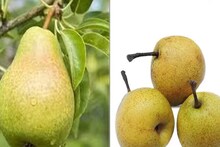 বাব্বুগোশা বনাম নাসপাতি; কোনটা শরীরের জন্য বেশি ভাল? জানুন কী বলছেন বিশেষজ্ঞরা