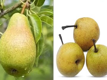 বাব্বুগোশা বনাম নাসপাতি