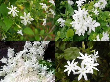 জুঁই ফুল একটি ভেষজ ওষধি