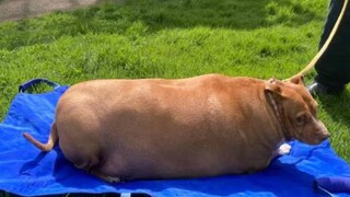 তাঁরা এসে দেখেন, নুগির ওজন ৫৪ কিলোগ্রাম তাঁরা এসে দেখেন, নুগির ওজন ৫৪ কিলোগ্রাম