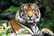 ব্যাঘ্রদিবসে বড় অঙ্গীকার বনদফতরের! বাঘের ডেরা সুন্দরবন থাকবে শুধু দক্ষিণ রায়ের