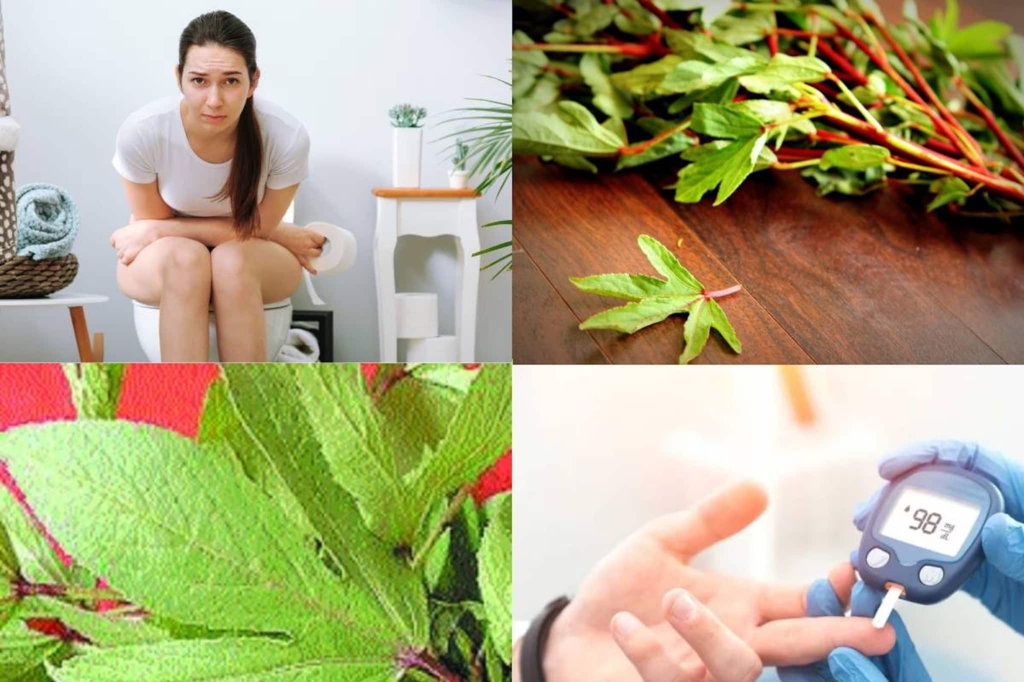 সাফ কোষ্ঠকাঠিন্যের কষ্ট! কমবে ডায়াবেটিস, অ্যানিমিয়া! সস্তার টক শাকেই রোগমুক্তি