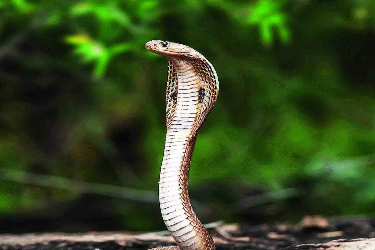 সাপের যম…! ধারেকাছে ঘেঁষবে না, রান্নাঘরে থাকা একটা মশলার গুণেই হবে কামাল… সাপের যম…! ধারেকাছে ঘেঁষবে না, রান্নাঘরে থাকা একটা মশলার গুণেই হবে কামাল…