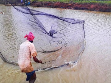 মাছ