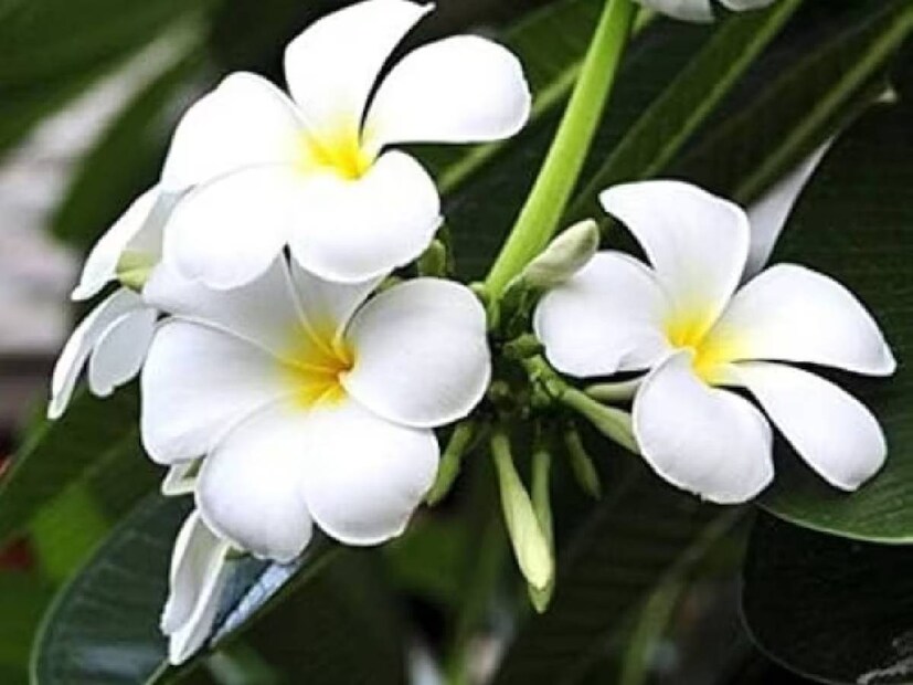 জ্যোতিষীর মতে শিবলিঙ্গে কাঠচাঁপা ফুল অর্পণ করা উচিত নয়।
