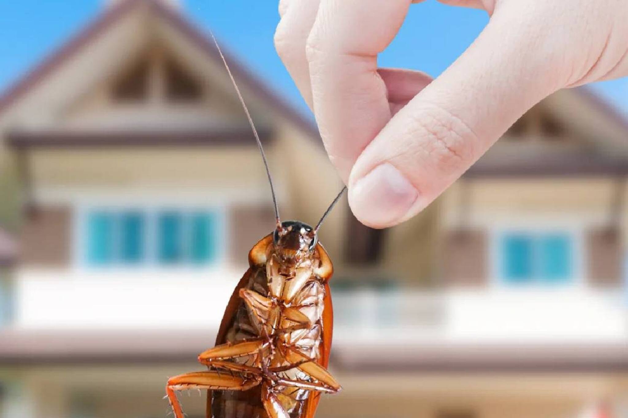 বর্ষায় ঘরের ধারেকাছেও ঘেষবে না পোকামাকড়! কোনও খরচ ছা়ড়াই হবে কাজ, রইল ৫ টিপস