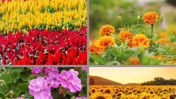 সপ্তাহে