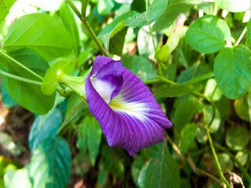 চাকরি এবং ব্যবসার জন্য: আপনি যদি চাকরিতে সমস্যায় পড়ে থাকেন বা ব্যবসায় ক্রমাগত ক্ষতির সম্মুখীন হন, তাহলে অপরাজিতা গাছের সাথে সম্পর্কিত এই প্রতিকারগুলি অবশ্যই চেষ্টা করুন। অপরাজিতা গাছের মূল একটি নীল রঙের কাপড়ে বেঁধে আপনার কর্মস্থল বা দোকানের বাইরে ঝুলিয়ে দিন। এর ফলে দিনে দ্বিগুণ এবং রাতে চারগুণ কাজের অগ্রগতি হবে।