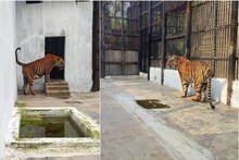 বাঘের ছানা হয়নি প্রায় ২০ বছর! খরা কাটাতে এবার যৌবনের জোয়ার আসছে চিড়িয়াখানায়