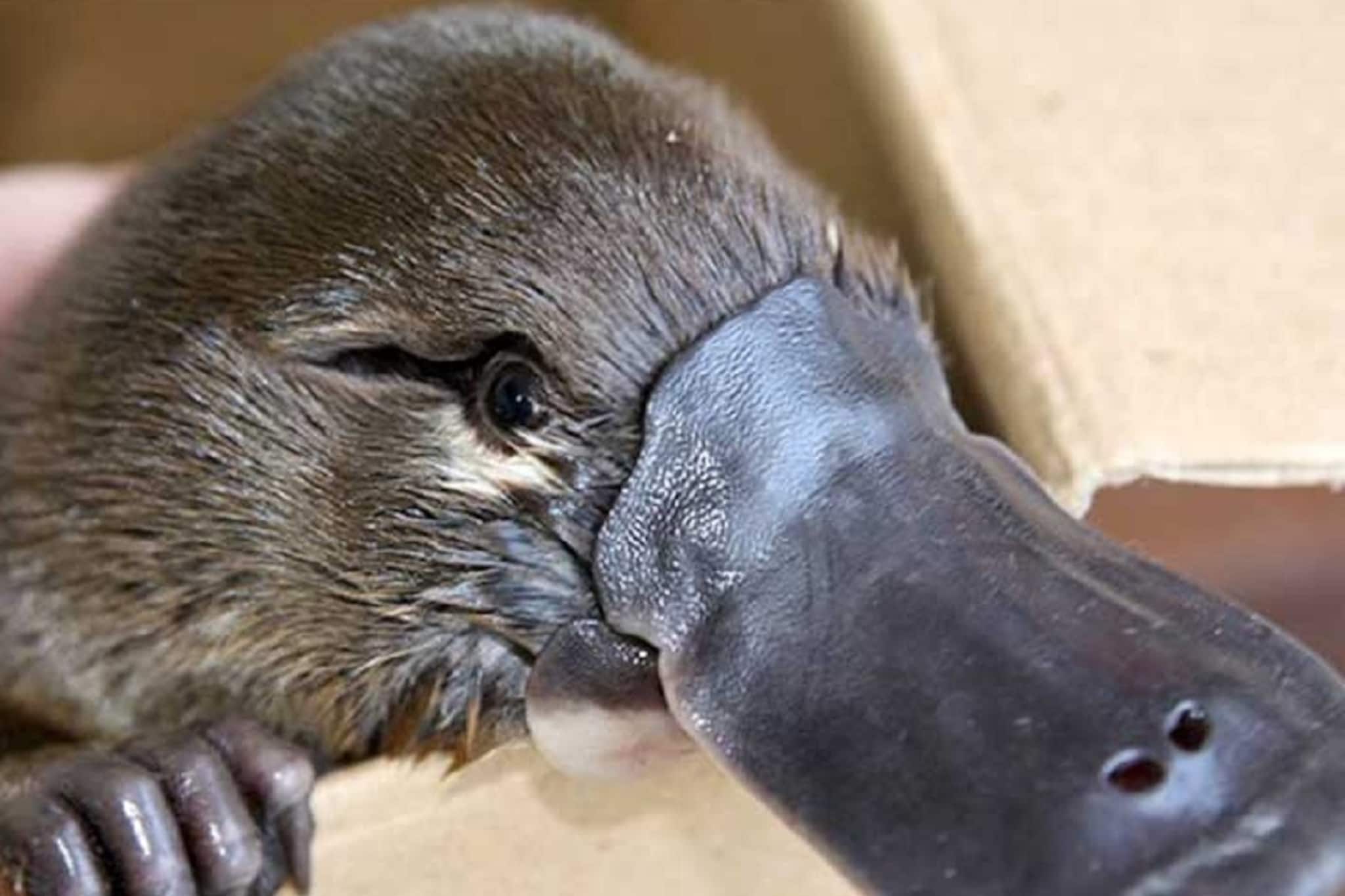 বলতে পারবেন, পৃথিবীর কোন প্রাণী ডিম ও দুধ দুটোই দেয়? অবাক হবেন জেনে!