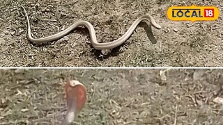 উত্তর প্রদেশে আবিষ্কৃত বিরল এই কেউটে উত্তর প্রদেশে আবিষ্কৃত বিরল এই কেউটে