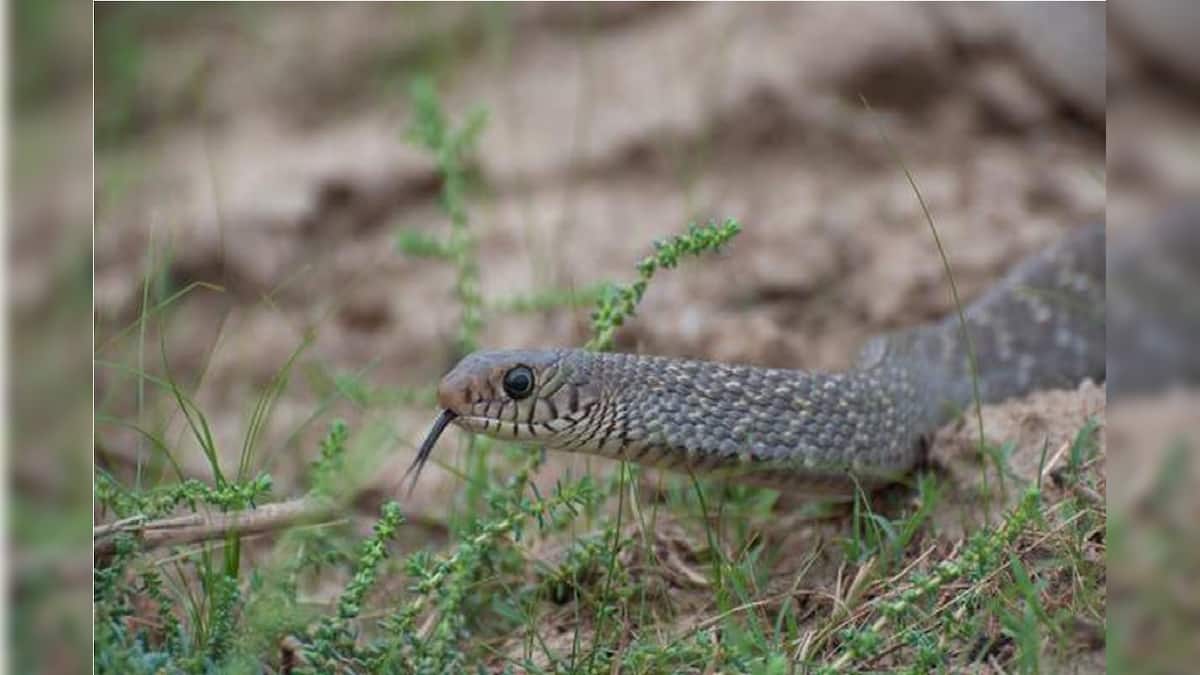 Snake Alert at Monsoon: সাপের জন্য সাক্ষাৎ যম! এই দশ রামবাণেই মুক্তি ...