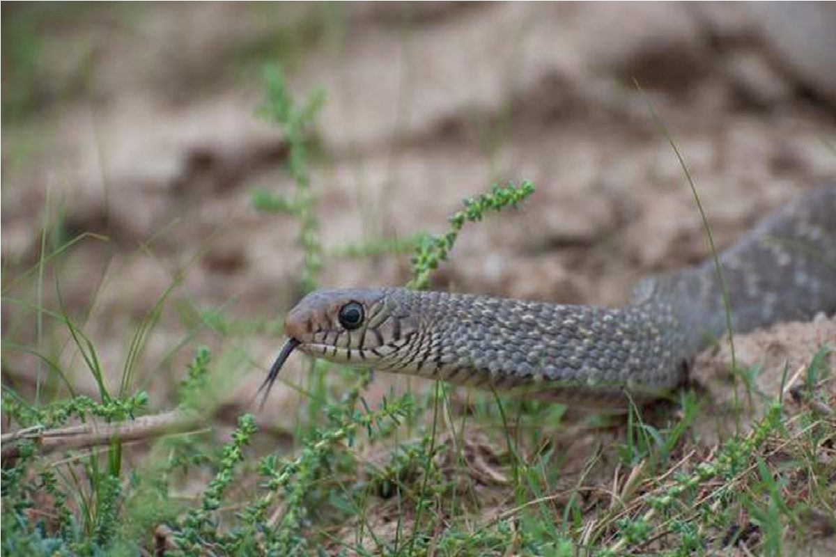 Snake Alert at Monsoon: সাপের জন্য সাক্ষাৎ যম! এই দশ রামবাণেই মুক্তি ...