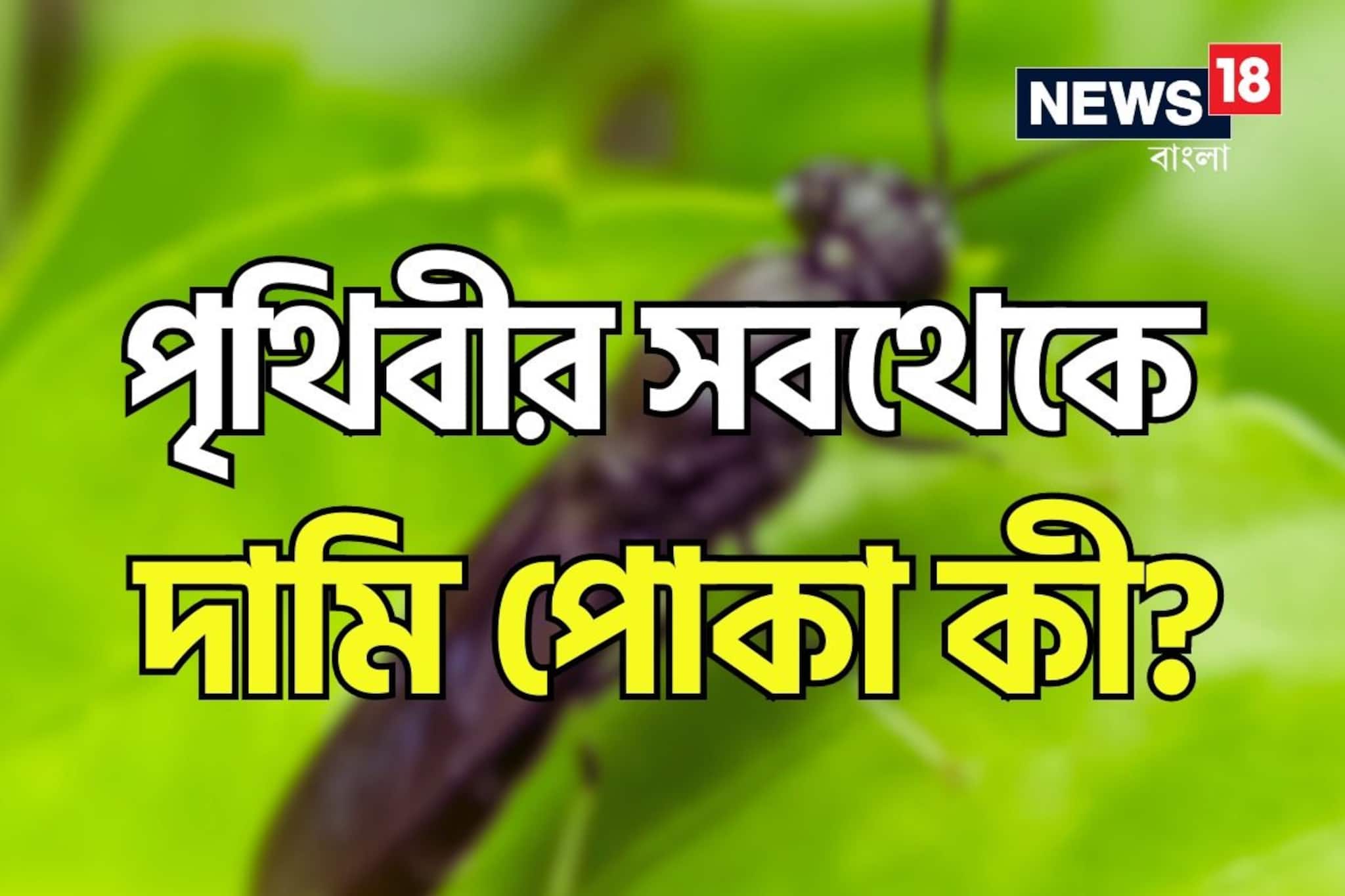 এই পোকা বাড়িতে ২টো থাকলেই আপনি কোটিপতি! রয়েছে আশেপাশেই, জানা নেই অনেকের