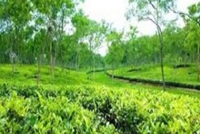চা শিল্প নিয়ে বাজেটে নীরব নির্মলা, হতাশ বিজেপি সাংসদও! দেখুন ভিডিও