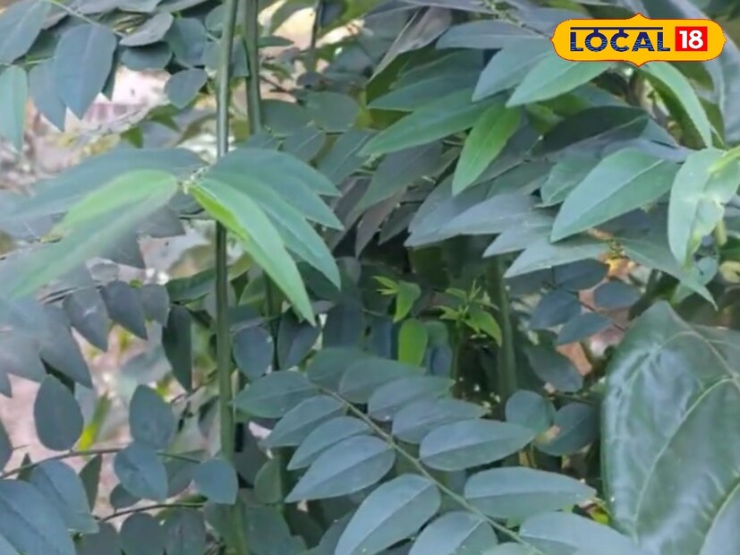 *এই উদ্ভিদে মিলবে ভিটামিন এ, ভিটামিন বি, সি সহ একাধিক পুষ্টিগুণ। এই মাল্টিভিটামিন গাছ যা সমৃদ্ধ পাতা সহ একটি মাঝারি আকারের ঝোপ বা গুল্ম জাতীয় গাছ, পোষকি নাম থাভাসি কেরাই। একটি মাল্টিভিটামিন গাছ যা বাড়িতে চাষ করা যেতে পারে।