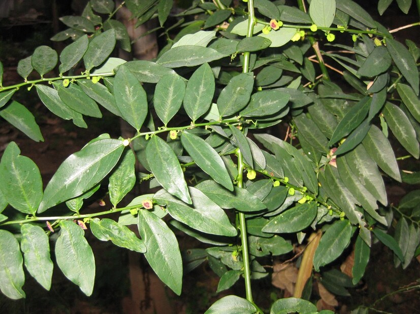 *এটি শরীরের ভিটামিনের ঘাটতি মেটানোর পাশাপাশি এটি শরীরের হাড় ও দাঁত মজবুত করার পাশাপাশি শরীরে ক্যালসিয়ামের মাত্রা বাড়ায়। রক্তের উৎপাদন বাড়ায় এবং রক্তাল্পতা এড়ায়।