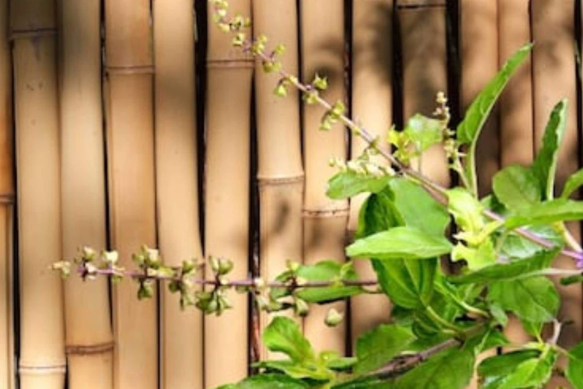 এই তিনটি গাছ বাড়িতে থাকলে হবে কামাল! সৌভাগ্য আপনার কাছে থাকবে চিরকাল