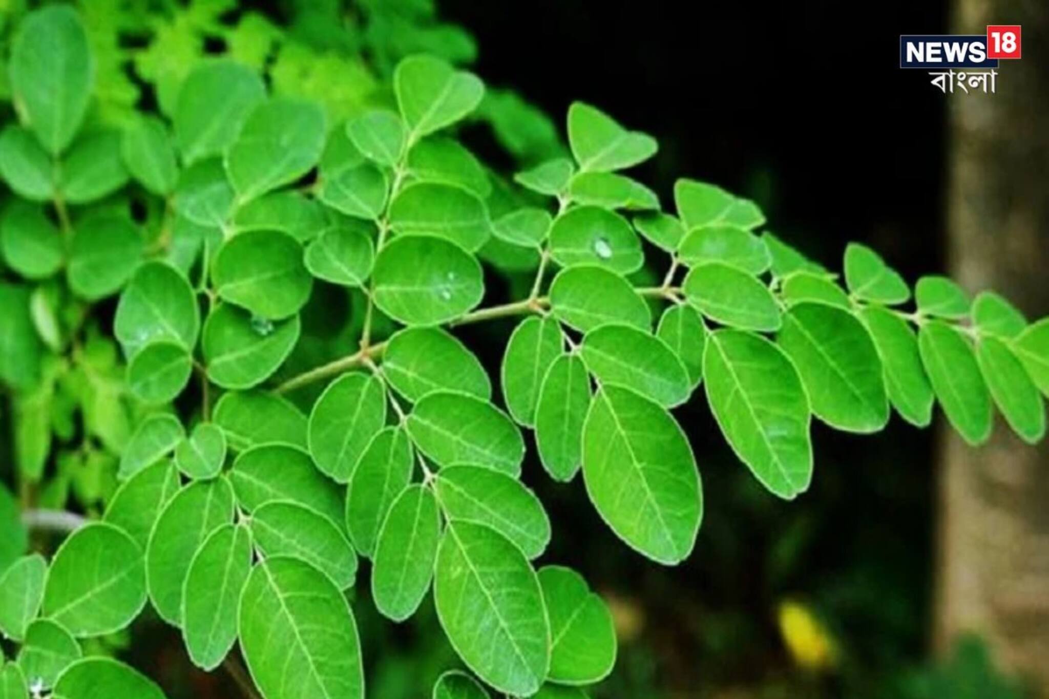 ওষুধের ভান্ডার! শত রোগ নিরাময় করে এই পাতায়! হাতের মুঠোয় থাকবে ডায়বেটিস-রক্তচাপ