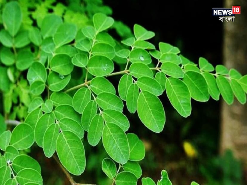 বিশেষজ্ঞরা বলছেন, এটি চাষ করে বছরে ৪ থেকে ৫টি ফসল কাটায় প্রতি হেক্টরে ১০০-১২০ টন সবুজ পশুখাদ্য উৎপাদন করা যায়, যা মিশ্র খাদ্যে ব্যবহারে মাছসহ ১৮ থেকে ২০টি প্রাণীকে খাওয়ানোর জন্য যথেষ্ট।