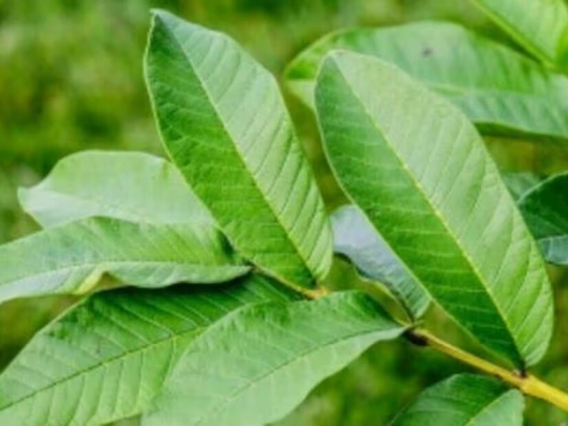 ডায়রিয়ায় উপকারী
পেয়ারা পাতায় ডায়রিয়া নিরাময়ের বৈশিষ্ট্য রয়েছে। এর পাশাপাশি সকালে খালি পেটে পেয়ারা পাতা চিবিয়ে খেলে হজম ভাল থাকে। এর ফলে বদহজম, কোষ্ঠকাঠিন্য, গ্যাস, অ্যাসিডিটির মতো পেটের সমস্যা হওয়ার সম্ভাবনা কমে। তাই প্রতিদিন সকালে অবশ্যই পেয়ারা পাতা চিবিয়ে খেতে হবে। (Disclaimer: এই প্রতিবেদনটি কেবলমাত্র সাধারণ তথ্যের জন্য, তাই বিস্তারিত জানতে হলে সর্বদা বিশেষজ্ঞের পরামর্শ নিন।)