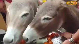 রাজার হালে দিন কাটছে মধ্যপ্রদেশের গাধাদের রাজার হালে দিন কাটছে মধ্যপ্রদেশের গাধাদের