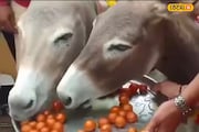 রাজার হালে দিন কাটছে মধ্যপ্রদেশের গাধাদের, ধরে ধরে মিষ্টি খাওয়াচ্ছে বাসিন্দারা