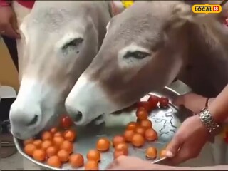রাজার হালে দিন কাটছে মধ্যপ্রদেশের গাধাদের