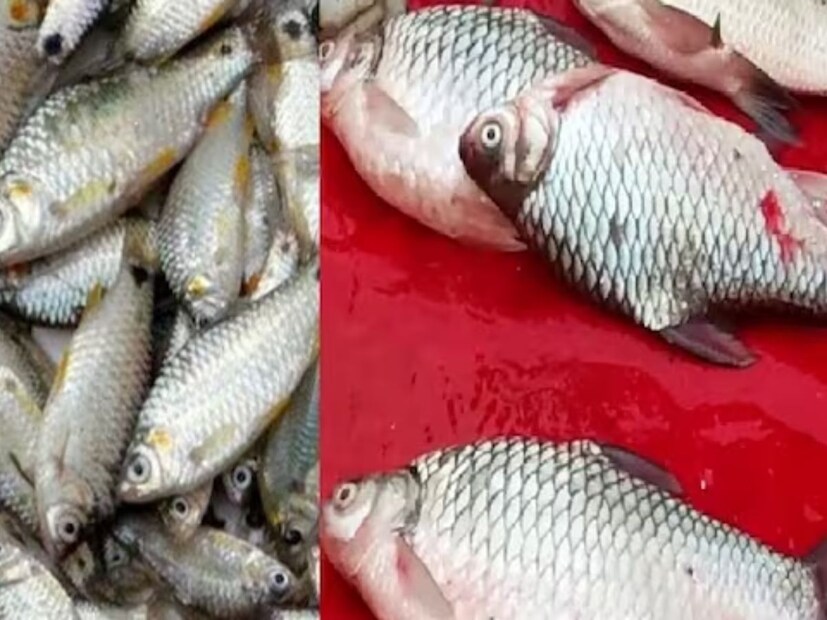 ইউরিক অ‍্যাসিডের সমস‍্যার ক্ষেত্রে মাছকে সম্পূর্ণ এড়িয়ে চলার পরামর্শ দেননা বিশেষজ্ঞরা। বিশেষজ্ঞদের মতে, ইউরিক অ‍্যাসিডের সমস‍্যায় কিছু সামুদ্রিক মাছ এড়িয়ে চলা যেতে পারে 
