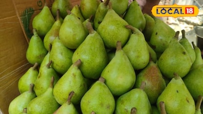 নাশপাতির মতো দেখতে কিন্ত নাশপাতি নয়! হাড় মজবুত করে ডায়াবেটিস, রক্তশূন্যতা দূরে রাখে, জানেন এই ফলের নাম কি? নাশপাতির মতো দেখতে কিন্ত নাশপাতি নয়! হাড় মজবুত করে ডায়াবেটিস, রক্তশূন্যতা দূরে রাখে, জানেন এই ফলের নাম কি?