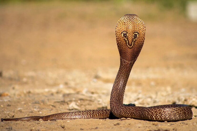 চারটি প্রজাতি – রাসেলস ভাইপার, স স্কেলড ভাইপার (Saw-Scaled Viper), ইন্ডিয়ান কোবরা এবং কমন ক্রেইট সবচেয়ে বিপজ্জনক বলে মনে করা হয়। সাপে কাটা রোগীর বেশিরভাগ এই সাপগুলোর কামড়েই আক্রান্ত হন। কমন ক্রেইট এমন সাপ যা বিছানায় ঢুকে কামড়ায়। বিশেষজ্ঞরা বলছেন, গ্রামাঞ্চলে ঘরোয়া টোটকার উপর বেশি ভরসা রাখে মানুষ। অনেক সময় ওঝার কাছে নিয়ে যাওয়া হয়। ফলে যথাযথ চিকিৎসা না পাওয়ার কারণে অধিকাংশেরই মৃত্যু হয়। সাপে কামড়ালে কী কী করা উচিত, কী কী এড়িয়ে যাওয়া উচিত, সে সব জানার পাশপাশি কী সাপে কামড়েছে সেটা জানাও গুরুত্বপূর্ণ।