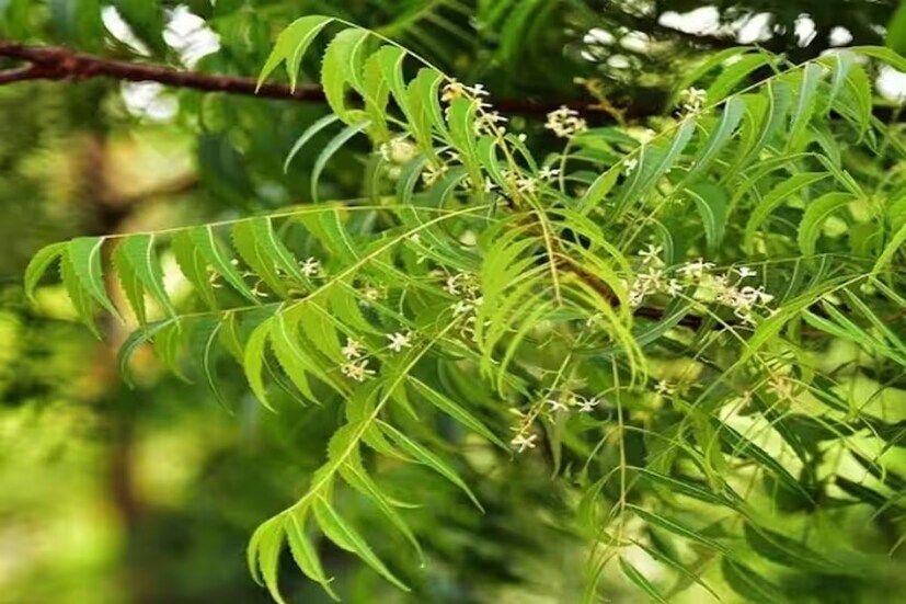 খালি পেটে নিম পাতা চিবিয়ে খেলে বেশি পরিমাণে স্যালাইভা উৎপন্ন হয়। যা মুখ পরিষ্কার রাখতে সাহায্য করে এবং মুখে দুর্গন্ধ সৃষ্টিকারী ব্যাকটেরিয়াও প্রতিহত করে। এর পাশাপাশি ক্যাভিটি অথবা মাড়ির রোগের মতো দাঁতের একাধিক সমস্যা দূর করে।