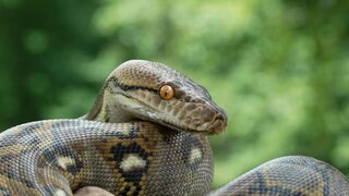 ঘরে অসুস্থ শিশু,পাইথন গিলে খেল মাকে! মর্মান্তিক ঘটনা 