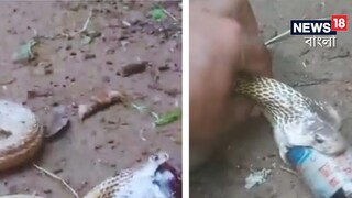 ওষুধের শিশি গেলার চেষ্টা করে চলে সাপটি