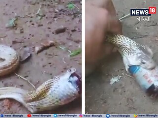 ওষুধের শিশি গেলার চেষ্টা করে চলে সাপটি
