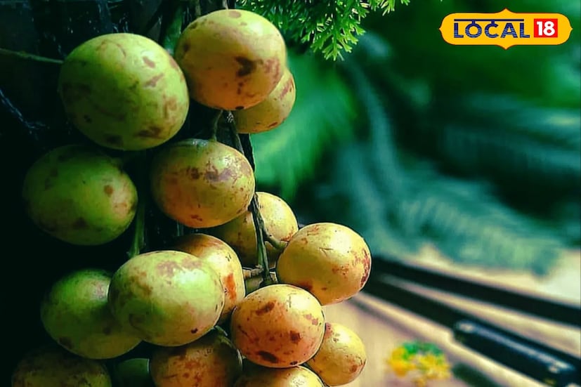 এতে ক্যানসারের মতো জটিল রোগ থেকে দূরে থাকা যায়। লটকনে পাওয়া যায় আয়রন। আয়রন আমাদের রক্তশূন্যতা দূর করে। ভিটামিন-সি ভরপুর দারুণ এই লটকন শক্তিশালী এবং শরীরের রোগ প্রতিরোধ ক্ষমতা বাড়ায়।
