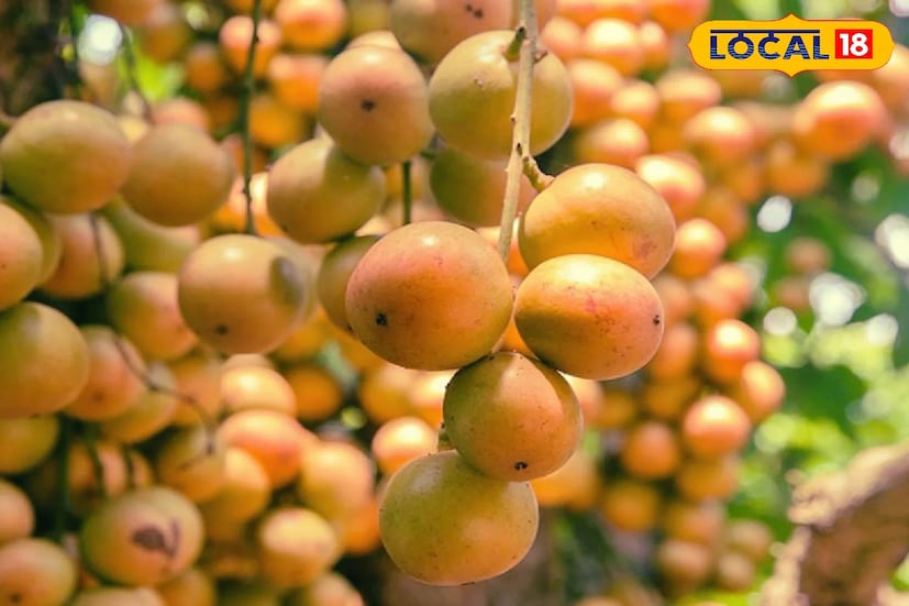বিশিষ্ট ডাক্তার কিংশুক প্রামাণিক জানান, লটকনে রয়েছে ভিটামিন সি, ফোলেট, ভিটামিন এ, পটাসিয়াম, ক্যালসিয়াম, ম্যাগনেসিয়াম এবং ফাইবার-সহ বেশ কয়েকটি জৈব সক্রিয় যৌগ। এই লটকন ফলে রয়েছে প্রচুর পরিমাণে অ্যান্টিঅক্সিড্যান্টস যা স্ট্রেস কমায়।