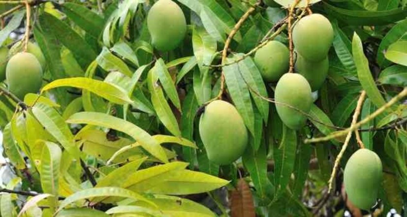 আমপাতার নির্যাস সাহায্য করে স্ট্রেস, অ্যাংজাইটি দূর করতে৷ আমপাতার পেস্ট ব্যবহার করুন ফেসমাস্ক হিসেবে৷ এর অ্যান্টিমাইক্রোবিয়াল বৈশিষ্ট্য ত্বকে ব্রণ, অ্যাকনের দাগ নির্মূল করে৷ 