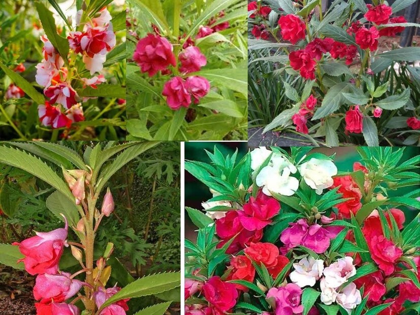 এছাড়াও গাঁদাফুল, দোপাটি, কাঠমালতী, কাঠগোলাপ, আকন্দ, বেল, জুঁই, নয়নতারা, চাঁপাফুলে সাজিয়ে তুলুন পুজোর ডালি৷