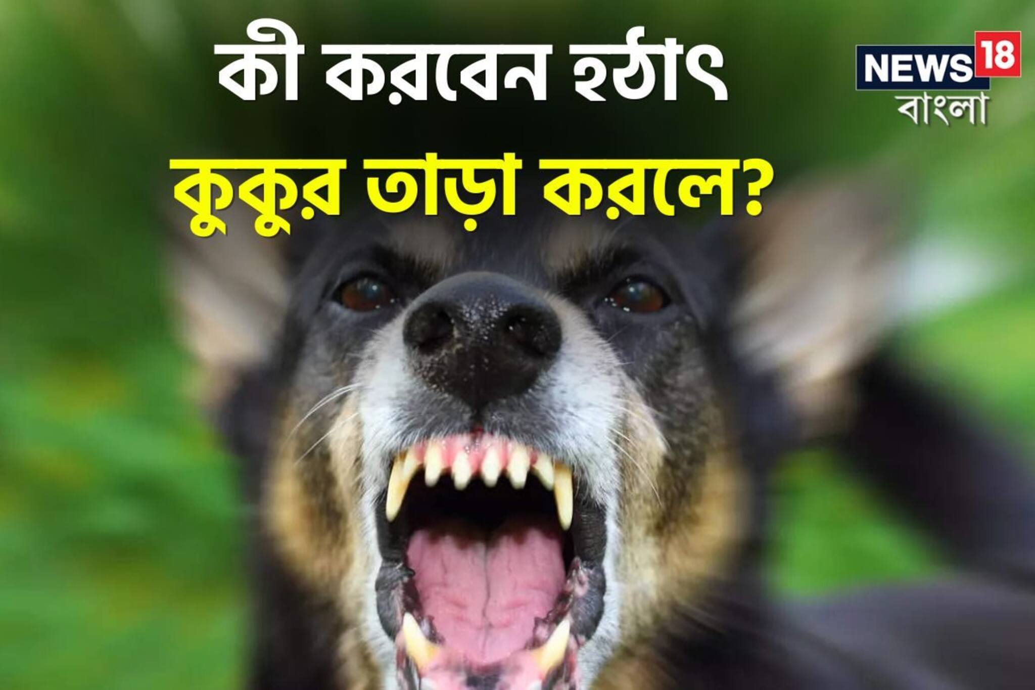 রাস্তায় হঠাৎ কুকুর তাড়া করলে কী করবেন বলুন তো..? বিশেষজ্ঞ বলে দিলেন 'সঠিক' নিয়ম!