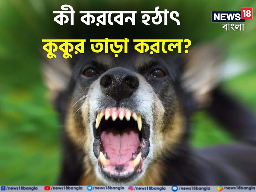 কুকুর নিঃসন্দেহে সবচেয়ে প্রিয় পোষ্য প্রাণীদের মধ্যে একটি। কিন্তু অনেক সময় আমরা দেখেছি আমরা যখন নির্জন রাস্তা দিয়ে যাই এবং অন্ধকার রাস্তা দিয়ে এগোলে রাস্তার কুকুর হঠাৎ আমাদের আক্রমণ করে বা পিছু নেই।