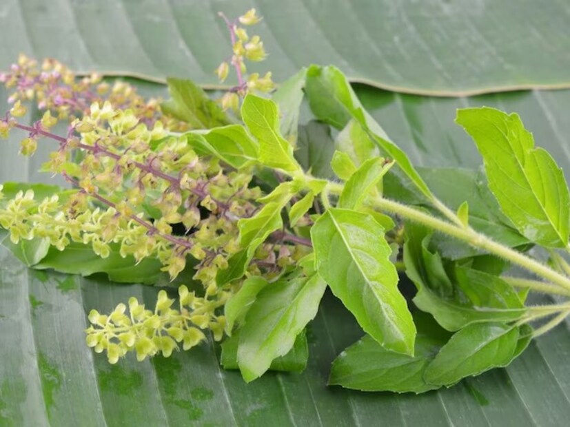 রবিবার ও একাদশীর দিন ভুল করে তুলসী গাছে জল ঢালবেন না৷ তুলসী গাছে কাঁচা দুধ ঢাললে পরিবারে শান্তি বজায় থাকে৷ আর্থিক লাভ বাড়ে এবং সঙ্কট কাটে৷