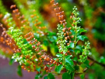 তুলসী গাছ শুকিয়ে যাচ্ছে?কোন অশনি সঙ্কেত!বিপদ আসার আগে ২ টাকায় করুন মুশকিল আসান তুলসী গাছ শুকিয়ে যাচ্ছে?কোন অশনি সঙ্কেত!বিপদ আসার আগে ২ টাকায় করুন মুশকিল আসান