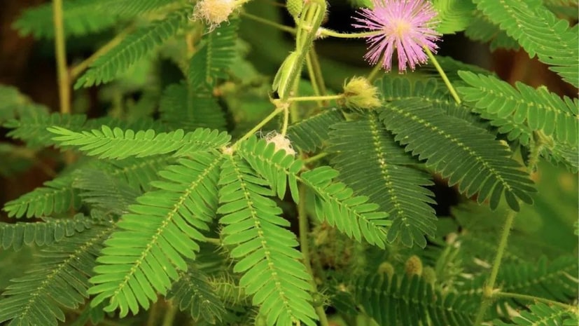 ধর্মীয় বিশ্বাস অনুসারে, শমী গাছ, সাহস এবং বিজয়ের প্রতীক, এটি ভগবান শিবের কাছে নিবেদন করা জীবনের বাধা থেকে মুক্তি এবং সুরক্ষার আশীর্বাদ পাওয়ার মতো।