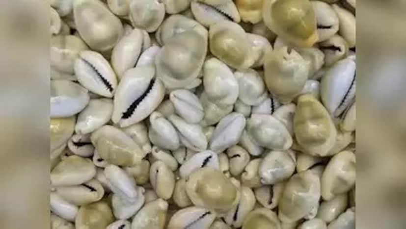 এ দিন স্নানের পর লাল কাপড় পরে কিছু লক্ষ্মীকড়িতে গঙ্গাজল ছিটিয়ে নিন। তার পর সেগুলি লাল বা হলুদ কাপড়ে মুড়ে রাখুন দেবী লক্ষ্মীর চরণে।